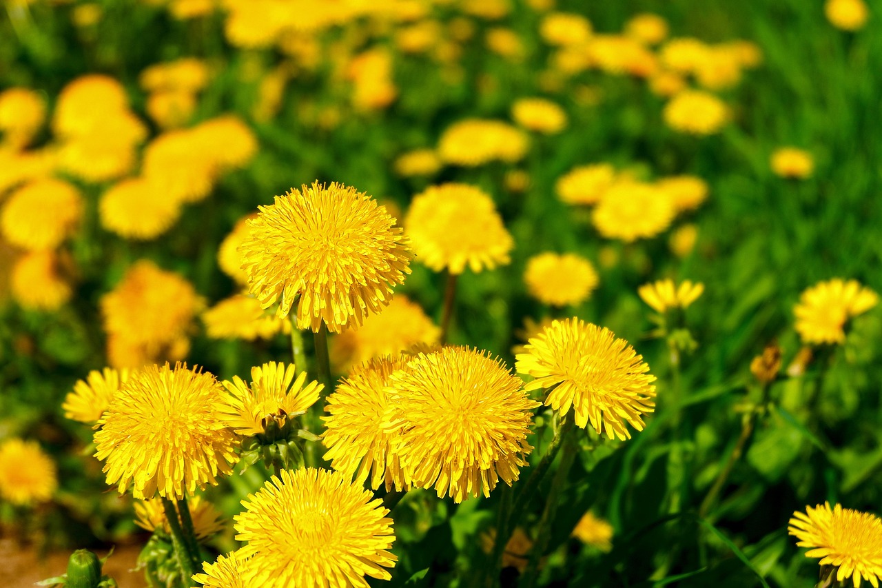 Come il Tarassaco Slim Può Aiutarti a Perdere Peso